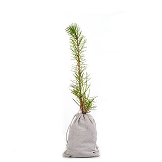 arbre de noel - pin maritime en motte -pochon